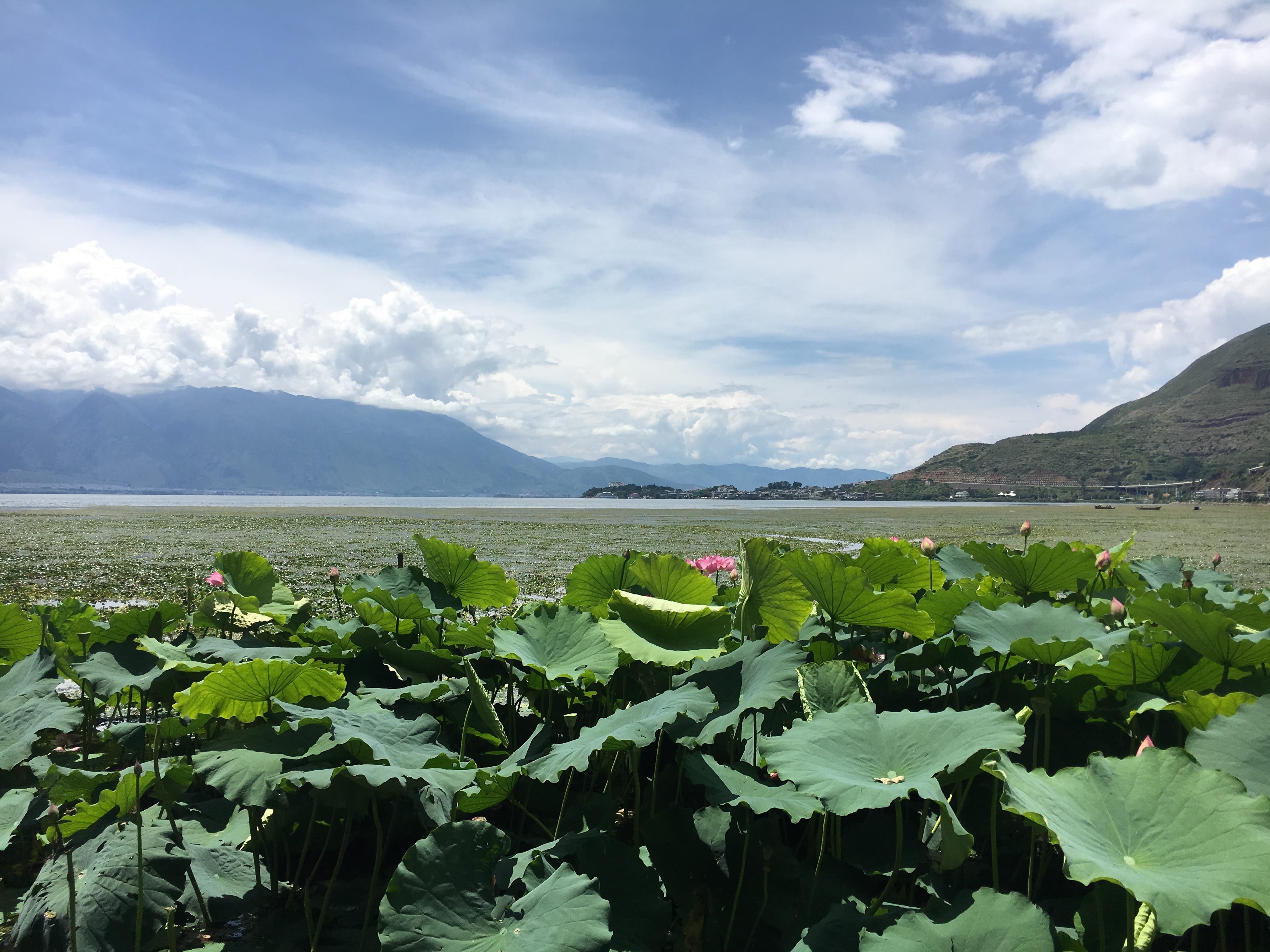 大理洱海